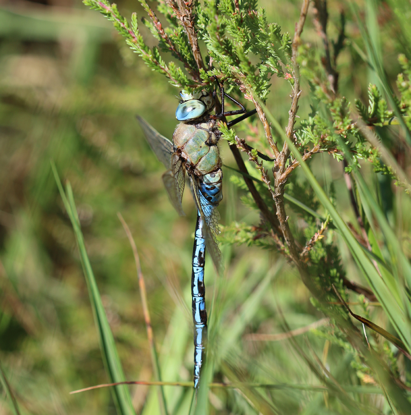 Große Königslibelle