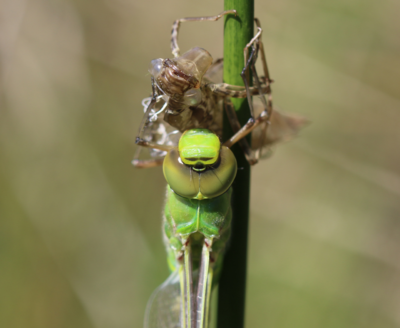 Große Königslibelle