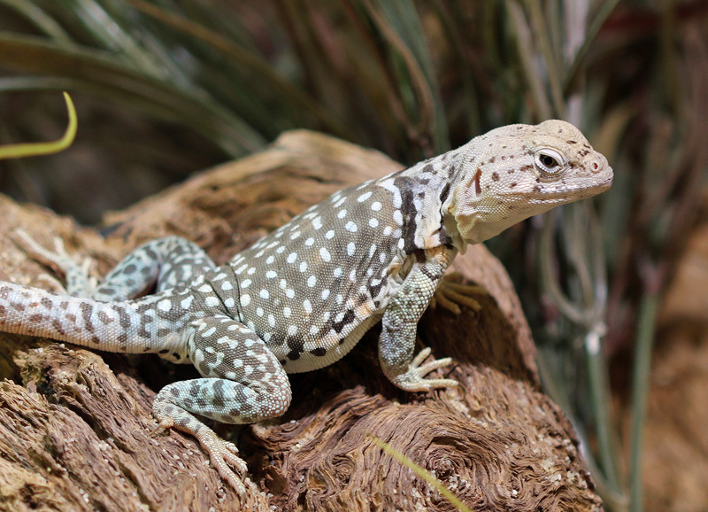 Halsbandleguan