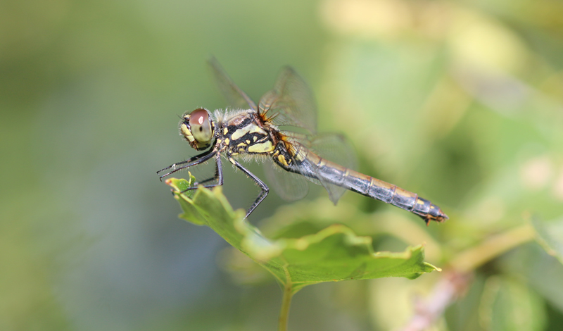 Schwarze Heidelibelle