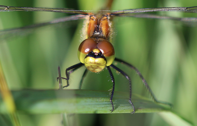 Schwarze Heidelibelle