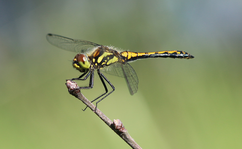 Schwarze Heidelibelle