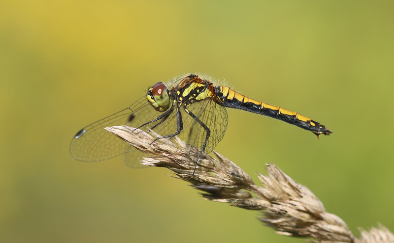 Schwarze Heidelibelle