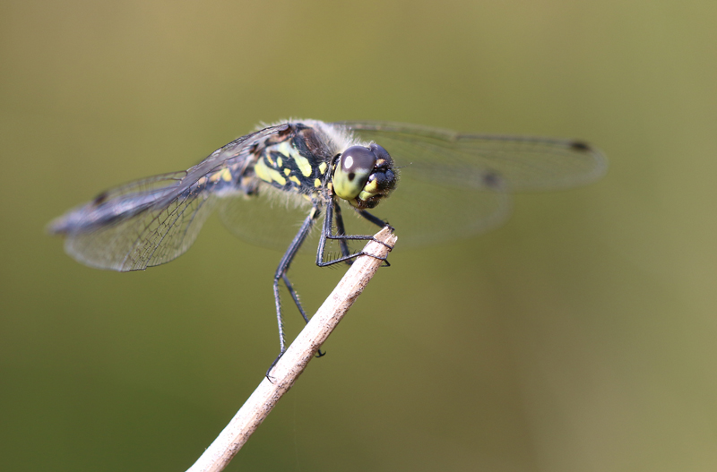 Schwarze Heidelibelle