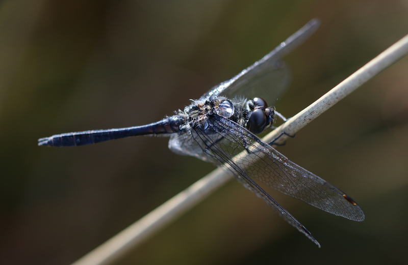 Schwarze Heidelibelle