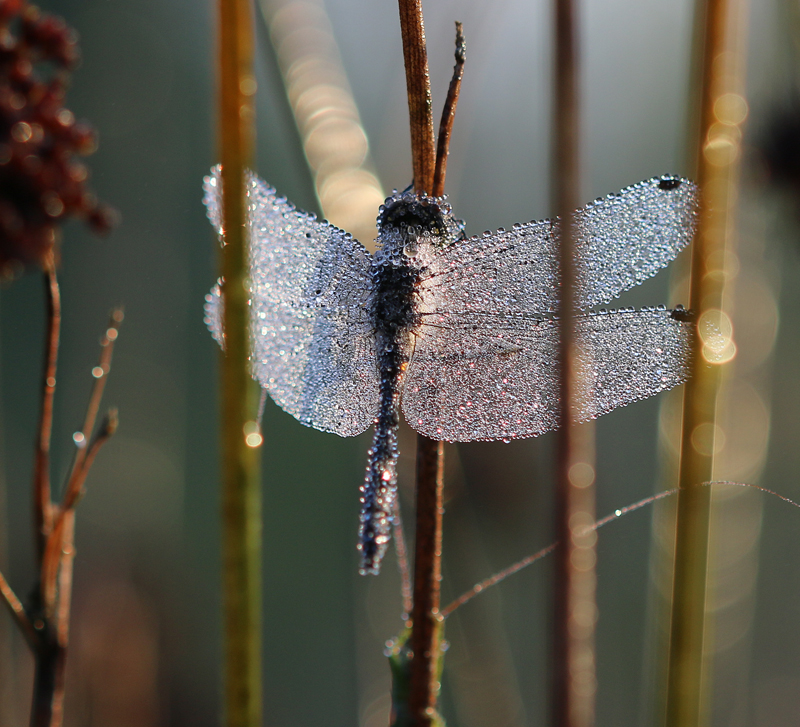 Schwarze Heidelibelle