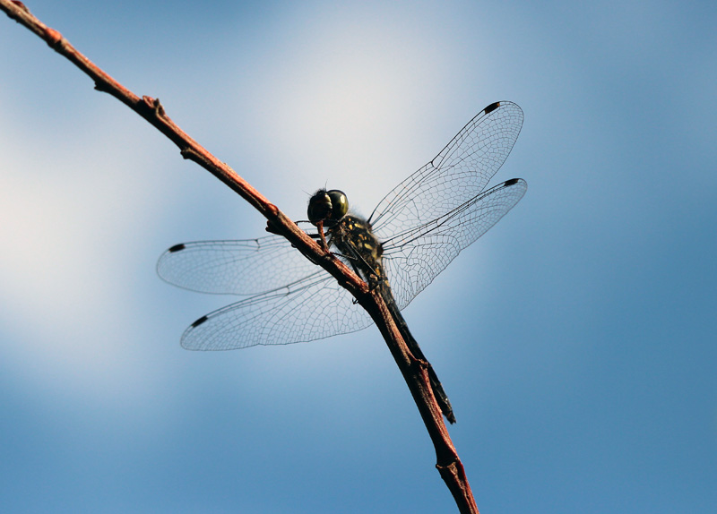 Schwarze Heidelibelle