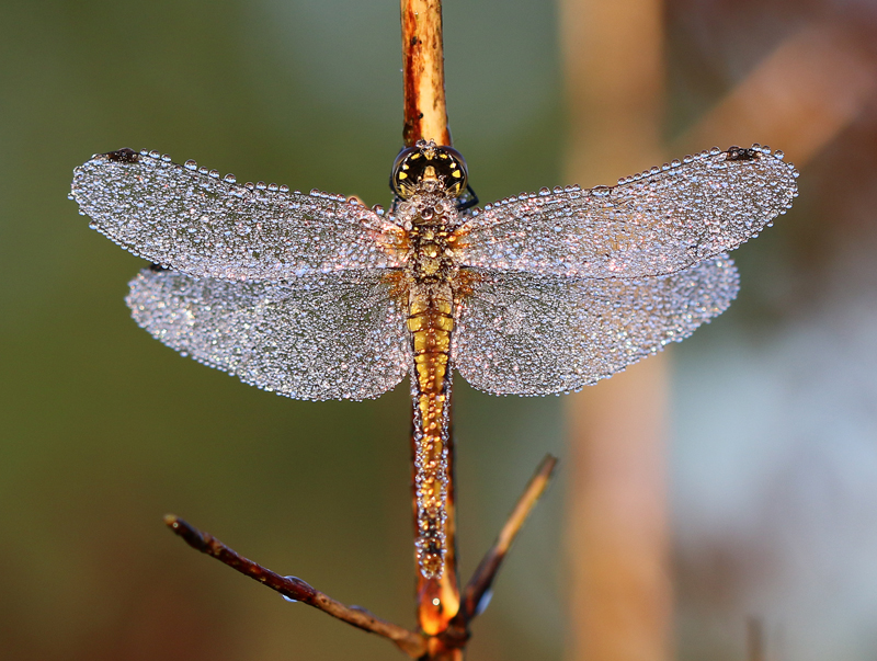 Schwarze Heidelibelle