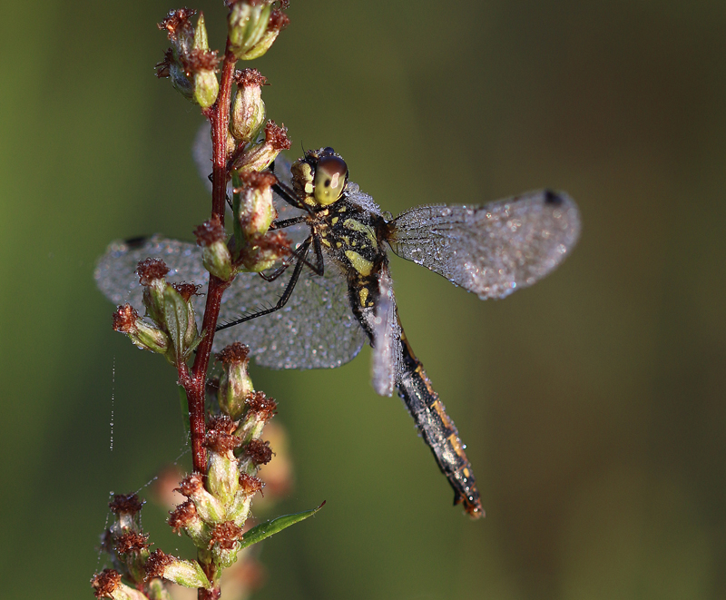 Schwarze Heidelibelle