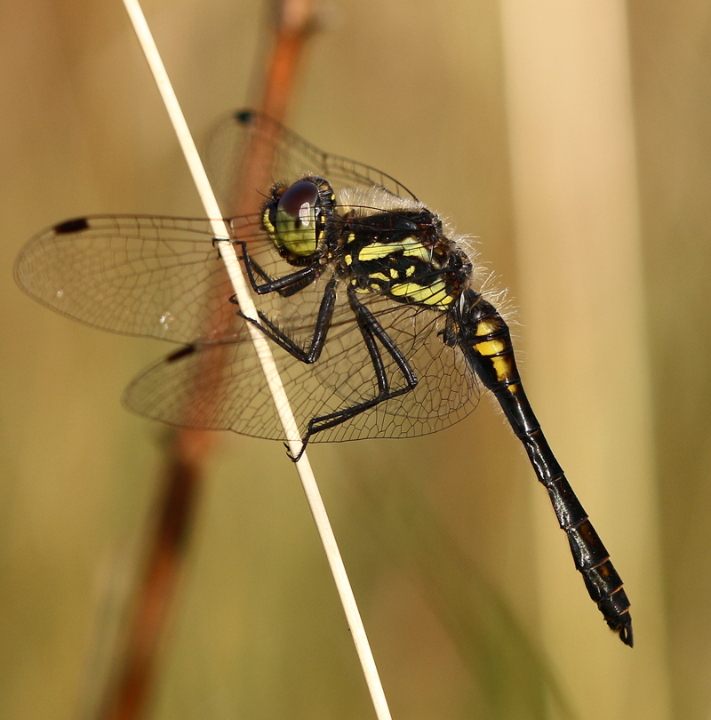 Schwarze Heidelibelle