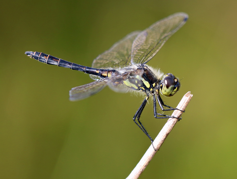 Schwarze Heidelibelle