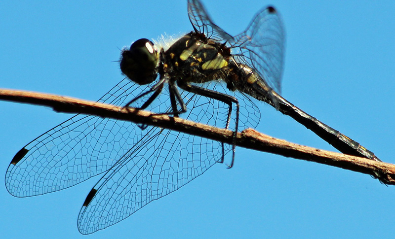 Schwarze Heidelibelle