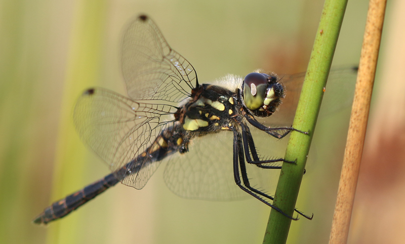 Schwarze Heidelibelle