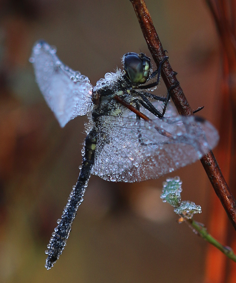 Schwarze Heidelibelle