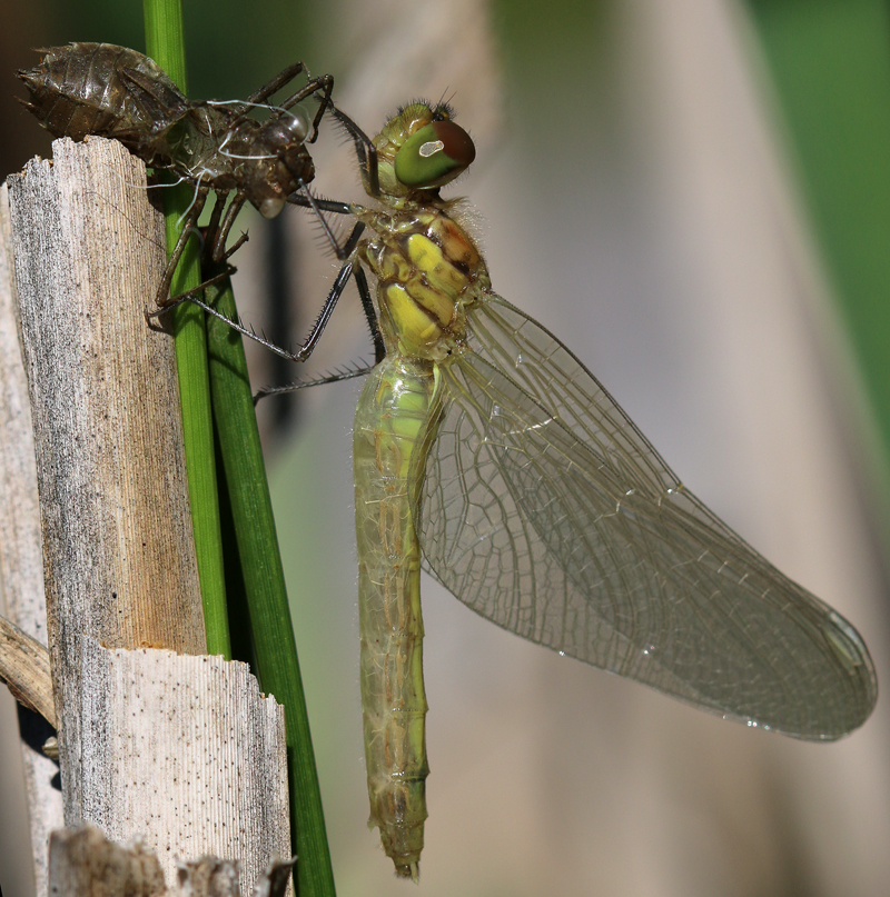 Schwarze Heidelibelle