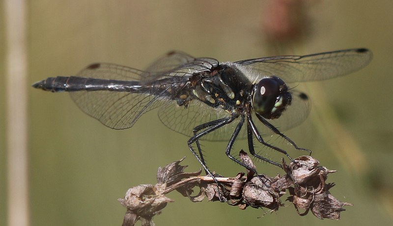 Schwarze Heidelibelle