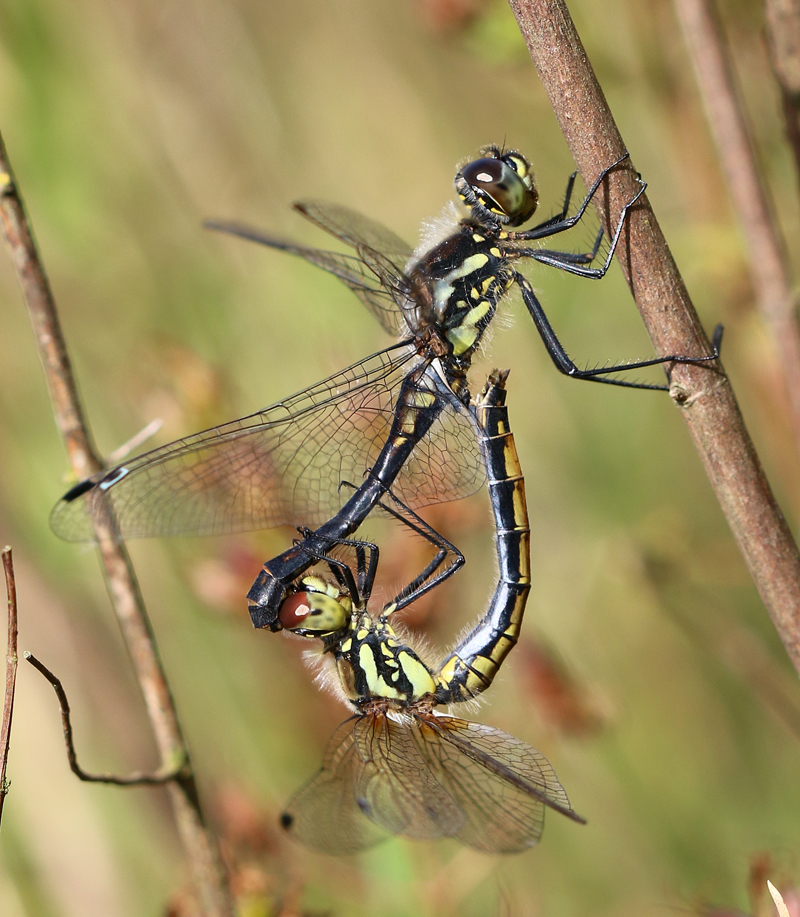 Schwarze Heidelibelle