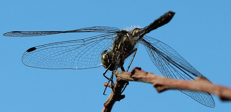 Schwarze Heidelibelle