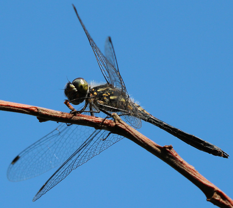 Schwarze Heidelibelle