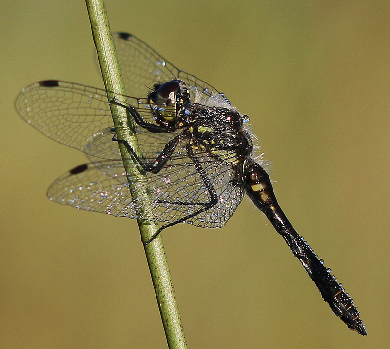 Schwarze Heidelibelle