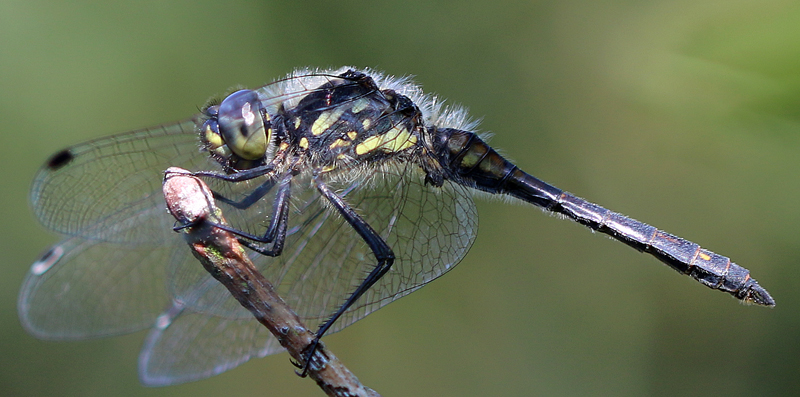 Schwarze Heidelibelle