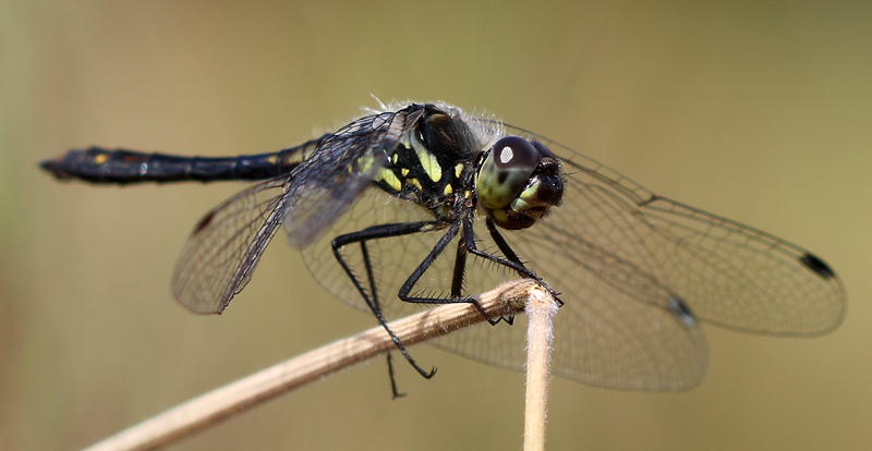 Schwarze Heidelibelle