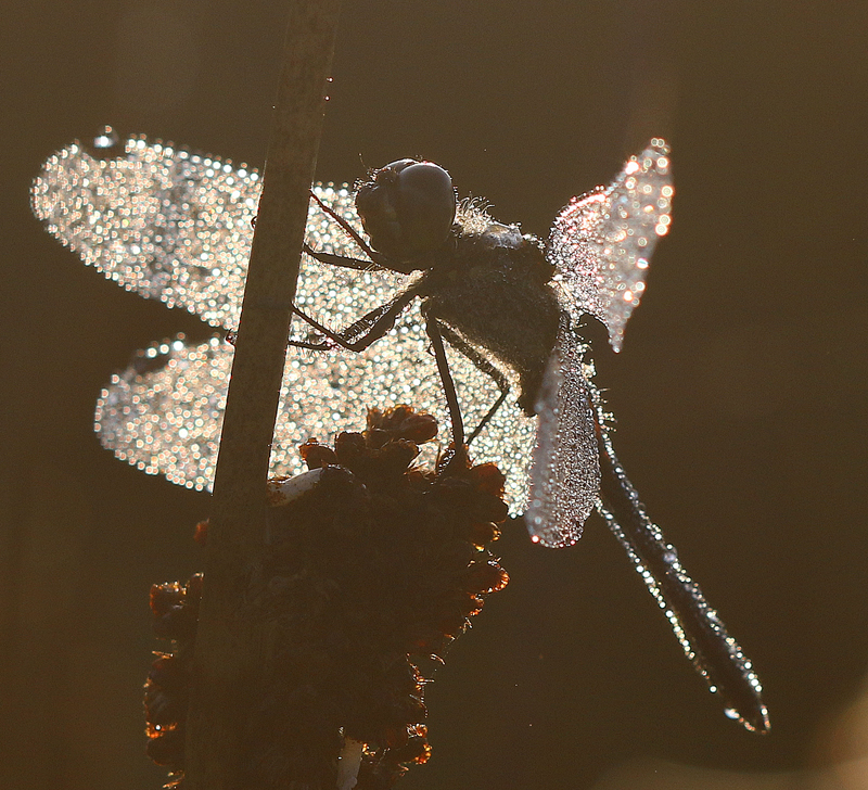 Schwarze Heidelibelle