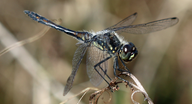 Schwarze Heidelibelle