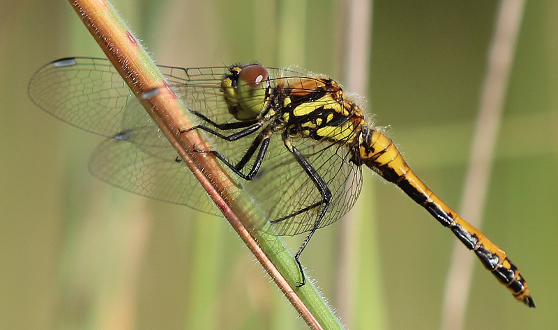 Schwarze Heidelibelle