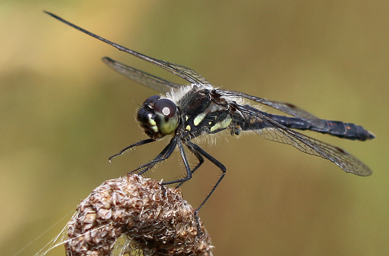 Schwarze Heidelibelle