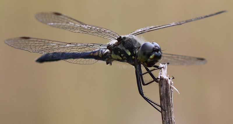 Schwarze Heidelibelle