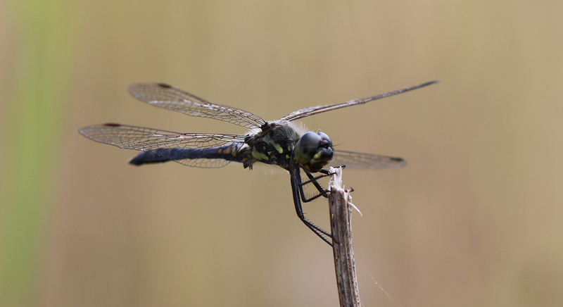 Schwarze Heidelibelle