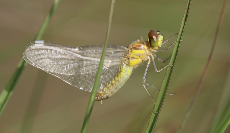 Schwarze Heidelibelle