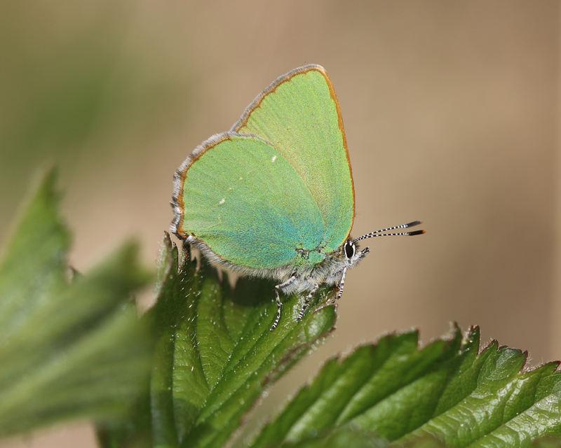 Grüner Zipfelfalter