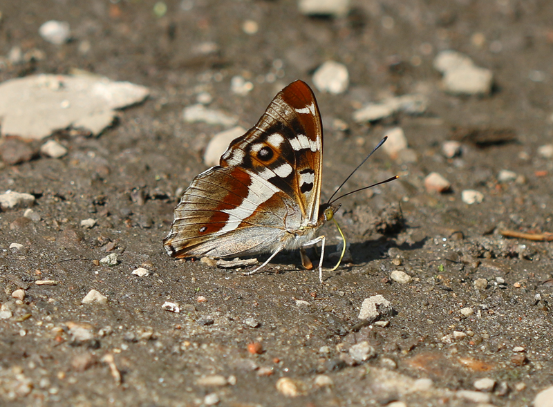 Großer Schillerfalter