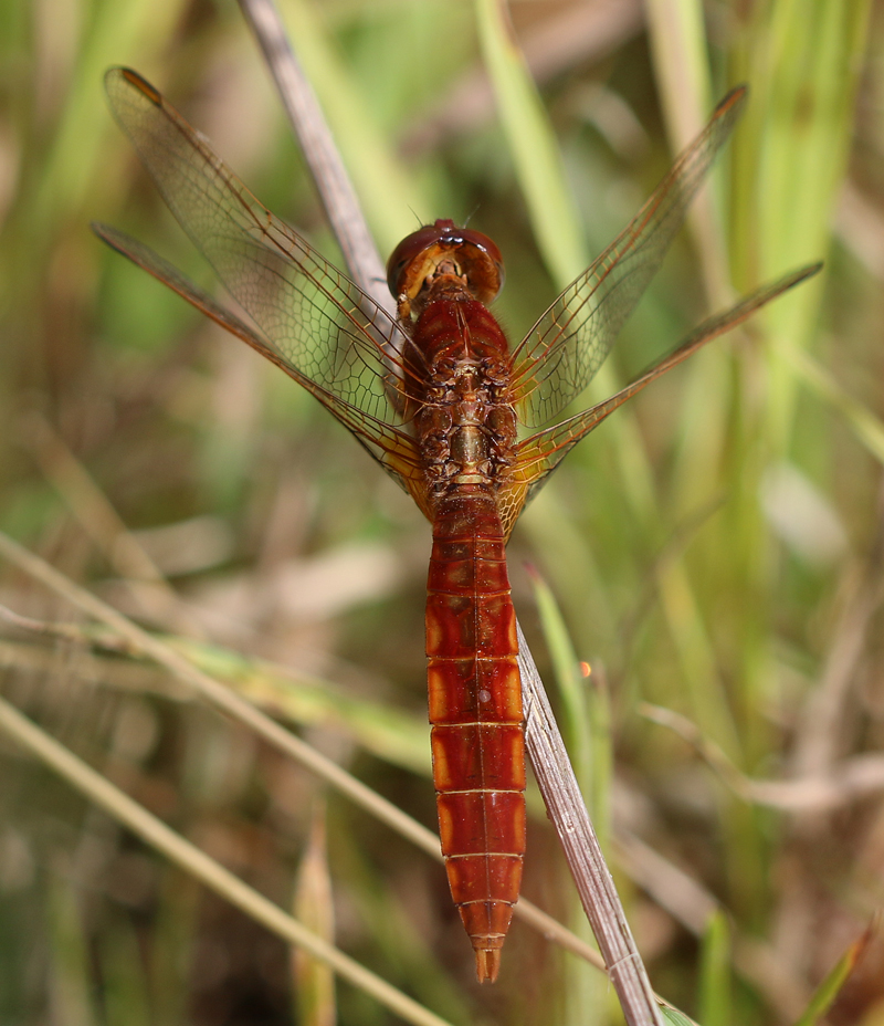 Feuerlibelle