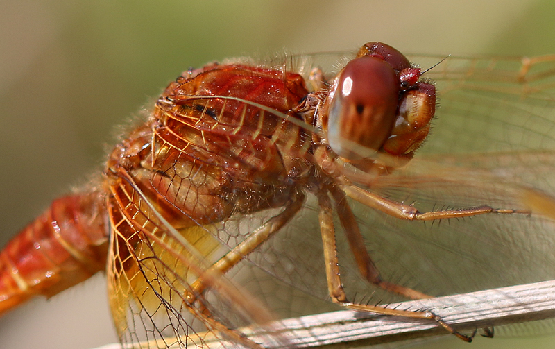 Feuerlibelle