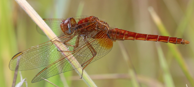 Feuerlibelle