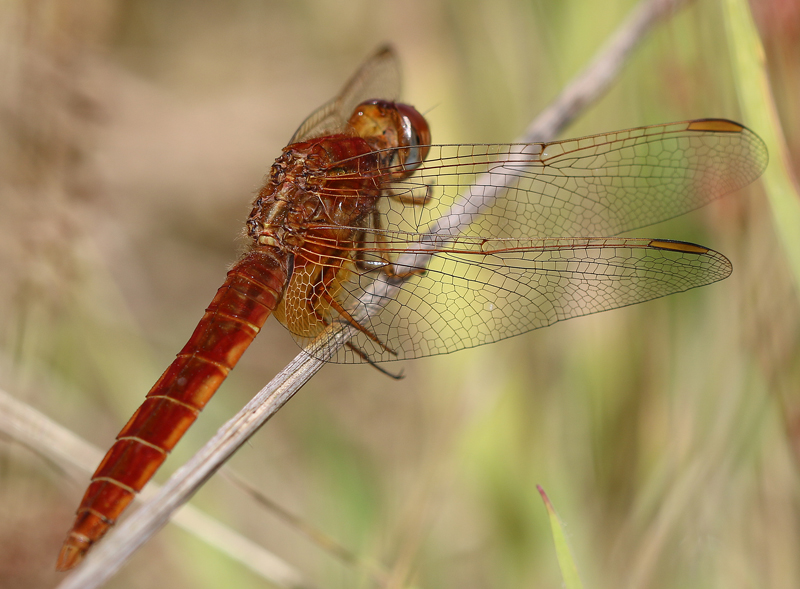 Feuerlibelle