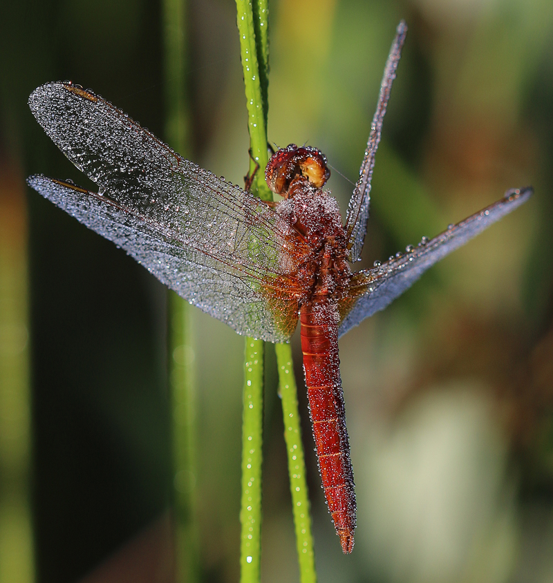 Feuerlibelle