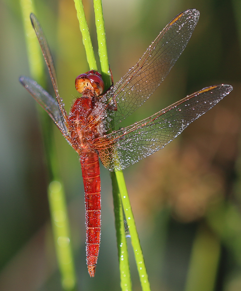 Feuerlibelle