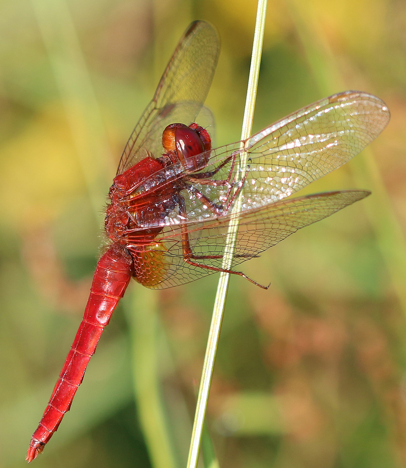 Feuerlibelle