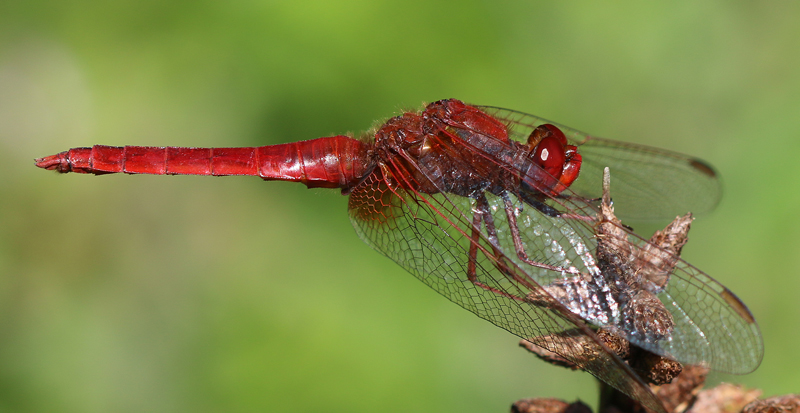 Feuerlibelle