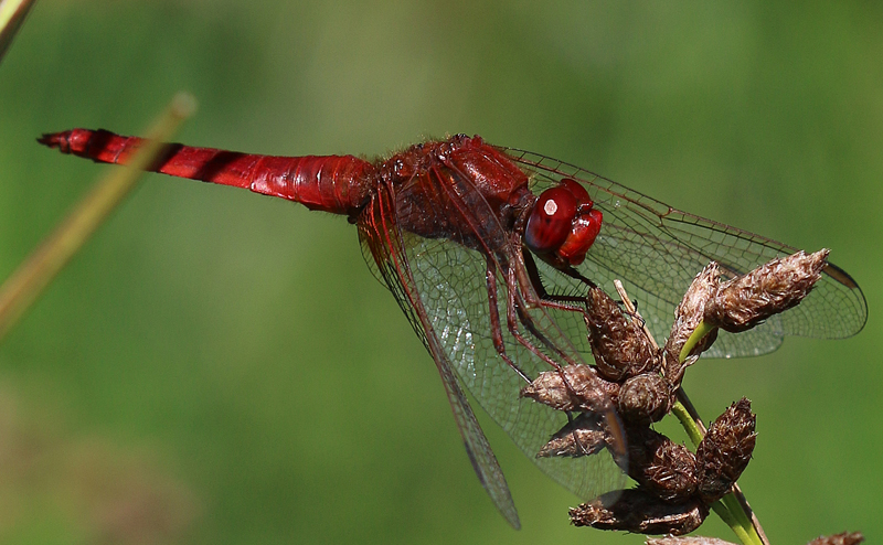 Feuerlibelle