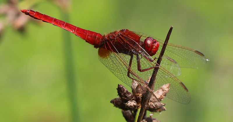 Feuerlibelle