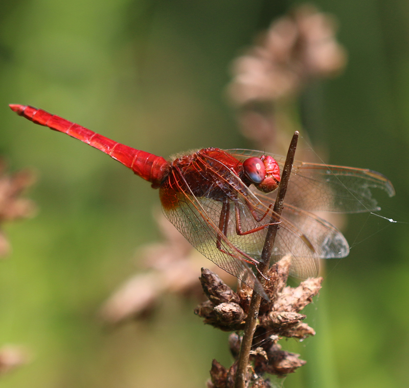 Feuerlibelle