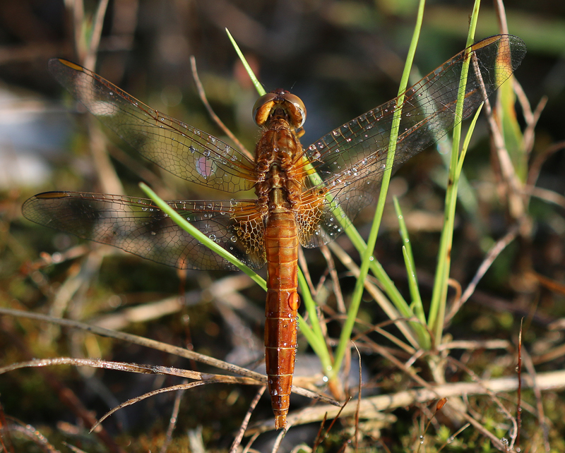 Feuerlibelle