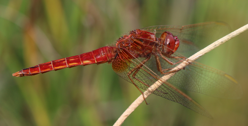 Feuerlibelle