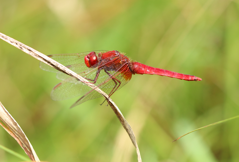 Feuerlibelle