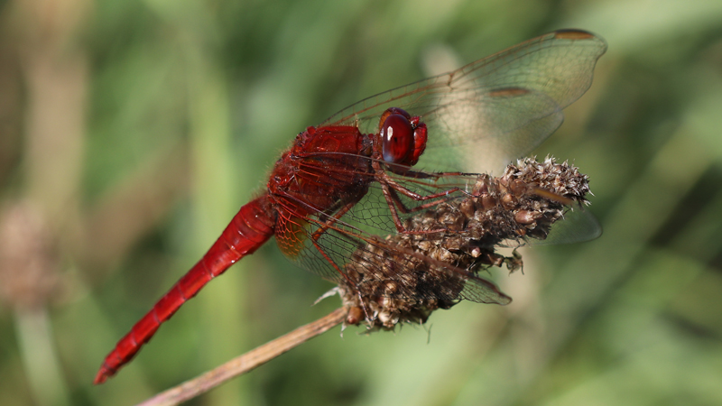 Feuerlibelle